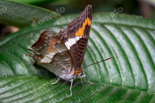 Preview: Colorful butterfly looking for food on some leaves