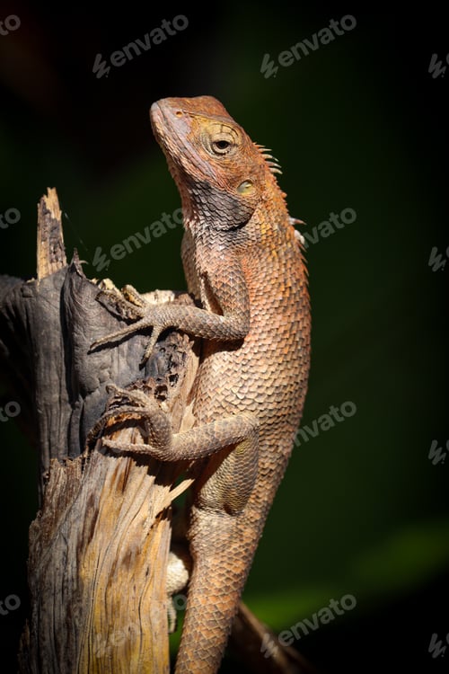 Preview: Beautiful central bearded dragon on a tree trunk with dark background