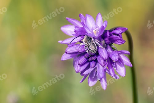Preview: Long horned bee pollinating a flower