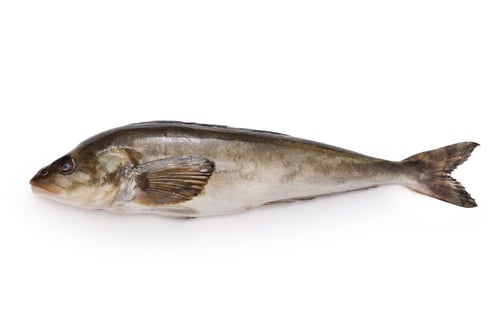 Preview: Okhotsk atka mackerel