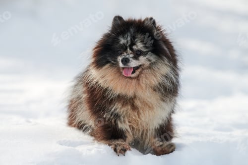 Preview: Pomeranian Spitz dog sitting on snow full size winter portrait, cute black marble tan Spitz puppy
