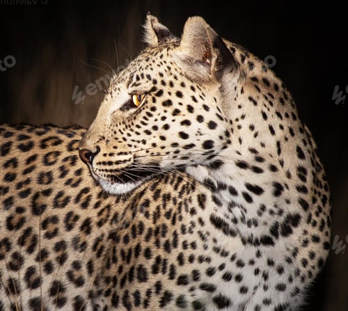 Preview: A Best wildlife destinations in the world
