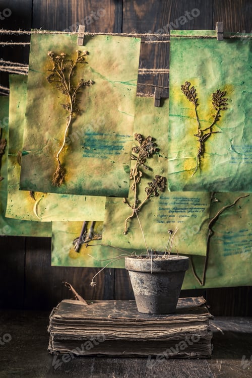 Preview: Herbal laboratory with dried herbs and flowers