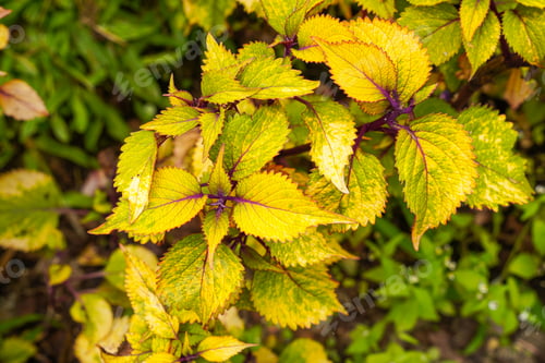 Colorful Coleus Plant with Yellow and Green Leaves