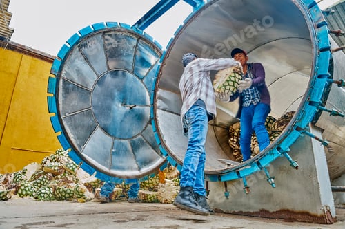 Preview: Oven full of agave ready to start steaming it