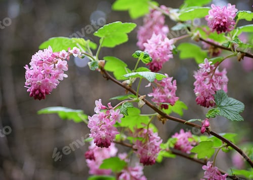 Preview: Close-up shot of Ribes sanguineum flowers blooming in the garden