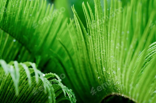 Preview: Beautiful background made with young green fern leaves with dew
