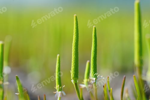 Preview: An aggregation of the rare and rather unusual blossoming plant, the tiny moustail, Myosurus minimus