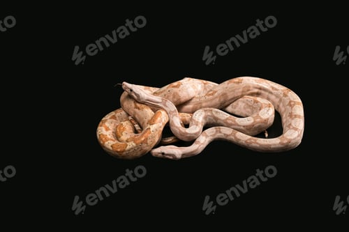 Preview: Trimeresurus puniceus