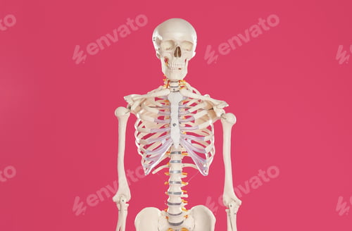Preview: Artificial human skeleton model on crimson background