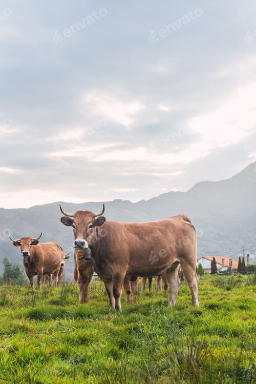 Preview: Group of curious cows