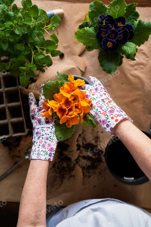 Preview: Top view of planting flowers