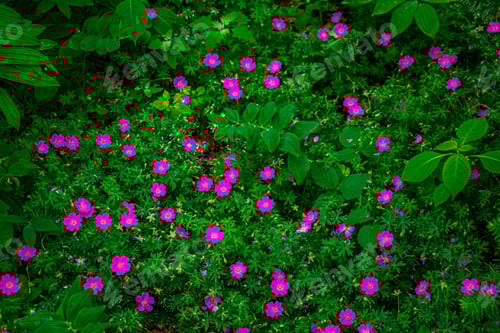 Preview: Background with bright magenta flowers and leaves
