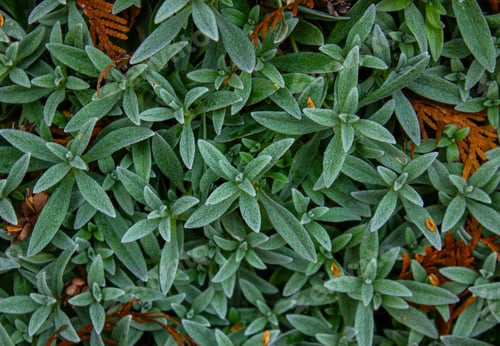Preview: Lamb's ear Stachys byzantina 'Silver Carpet'. Natural background.