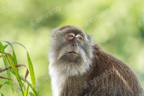 Preview: Crab-eating Macaque face (Macaca fascicularis)