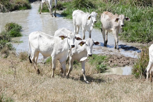 Preview: Calves in the field, representing rural life in harmony with nature.
