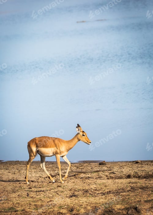 Preview: Impala Walking by River