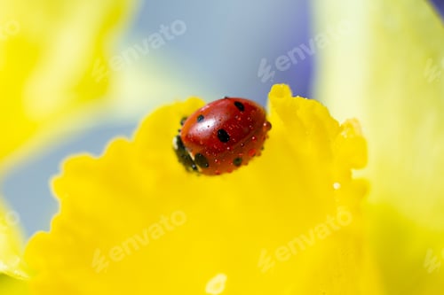 Preview: Macro photography of the ladybug on the yellow flower.