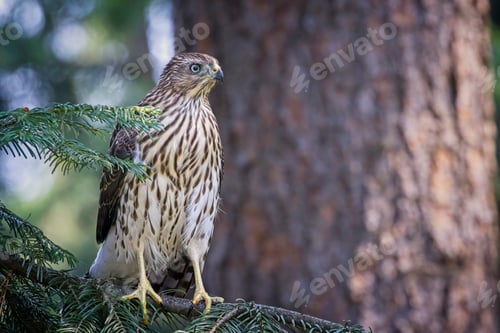 Preview: Cooper's hawk perched on a branch.