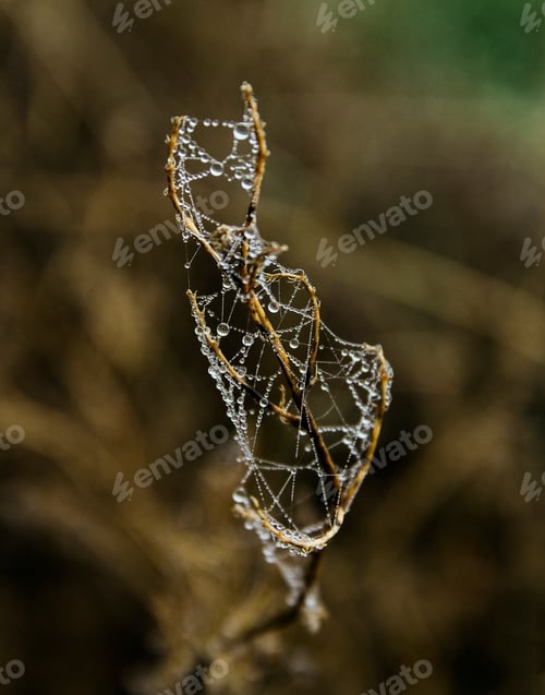 Preview: Autumn organic and abstract s
