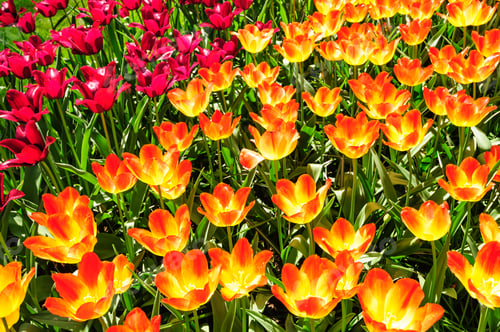 Preview: Tulip fields in Netherlands