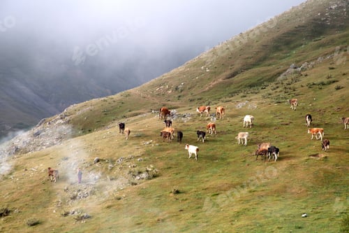 Preview: shepherd woman grazing cows - foggy weather