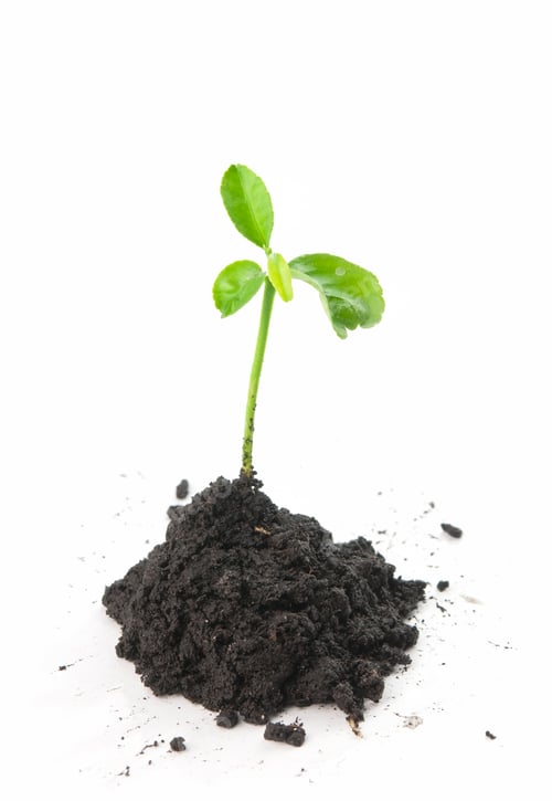 Preview: plant in soil