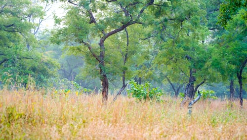 Preview: Forest of Panna National Park, India.
