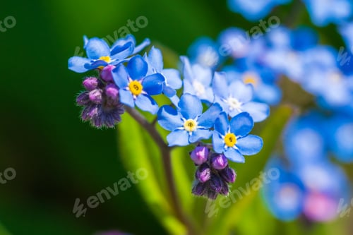 Preview: Myosotis alpestris or Alpine forget me not flowers flowers