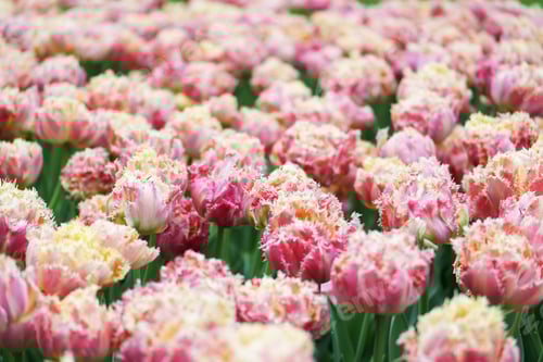 Visualização: Tulipas no parque
Indicado!
💐