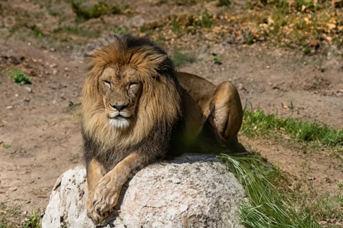 Preview: Adult male lion laying on the ground on a sunny day
