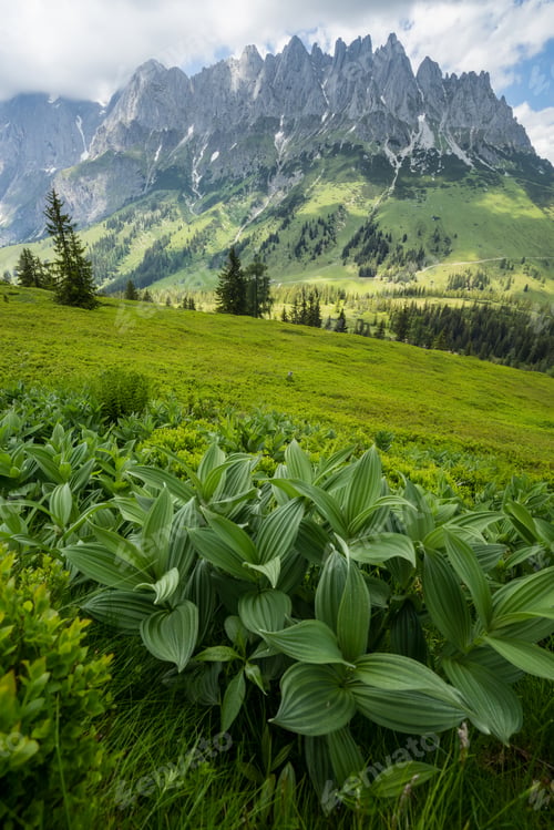 Preview: Forest scene with fir treese Alps mountains in background, Gosau region, Austria