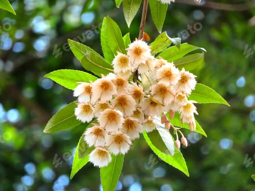 Preview: Blooming white flowers with green leaves.