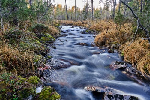 Preview: Serene Forest Stream in Autumn