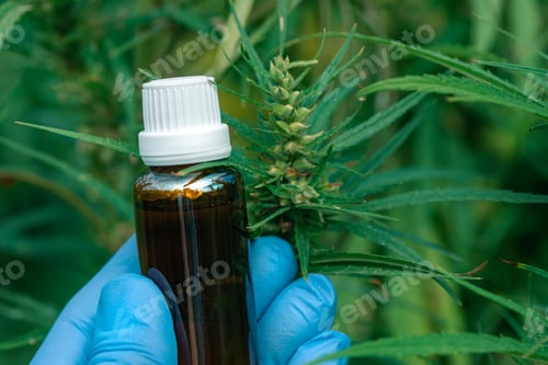 Preview: Scientist holding CBD cannabis oil bottle, close up