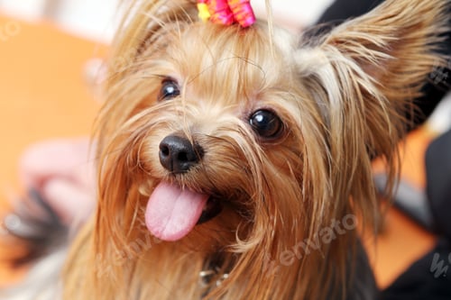 Preview: Beautiful and cute york terrier dog