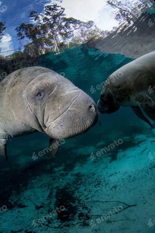 Preview: Manatees at Crystal River, Florida