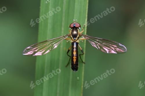 Preview: Sifter fly perched on grass