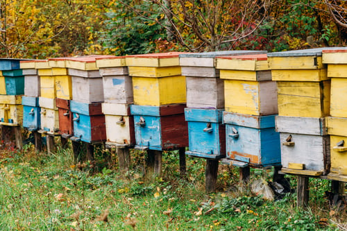 Preview: beehive