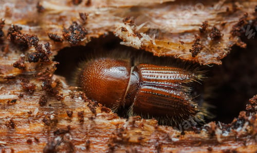 Preview: The European spruce bark beetle Ips typographus on spruce tree