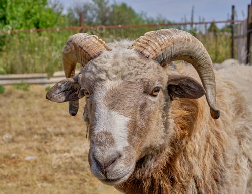 Preview: Close-up portrait of an old ram