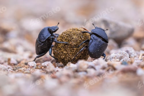 Preview: Two strong slogging dung beetles