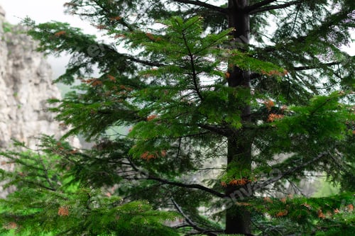 Preview: morning in the forest