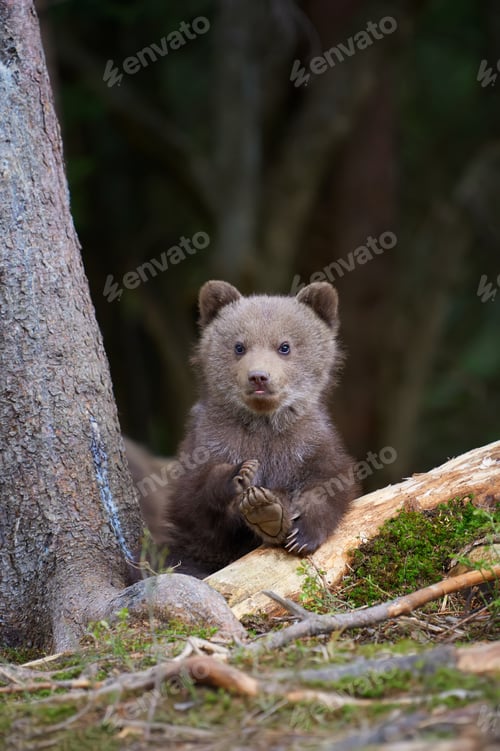 Preview: Wild brown bear cub closeup