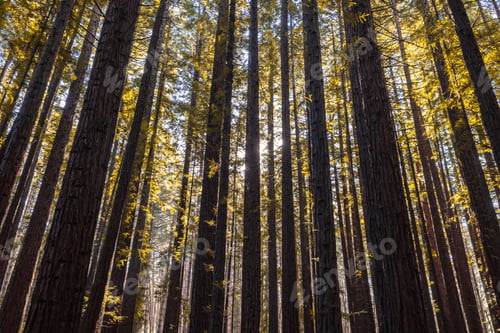 Preview: Cement Creek Redwood Forest in Australia