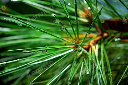 Preview: Wet spruce