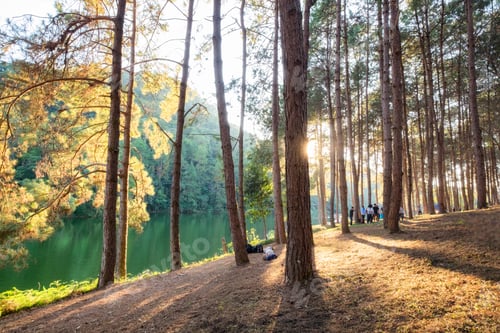 Preview: Pine forest sunlight shine on reservoir at sunset