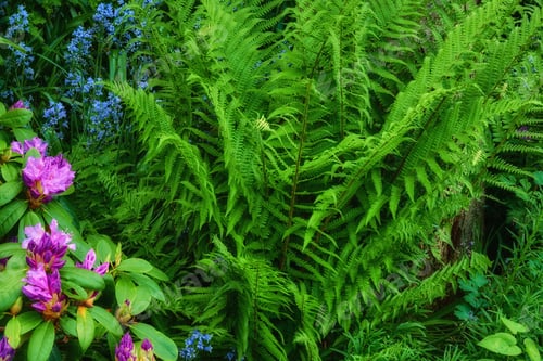 Preview: Fern