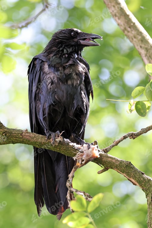 Preview: The carrion crow (Corvus corone)