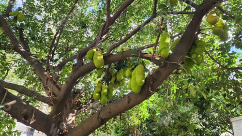 Preview: Jackfruits on a tree in Bengaluru